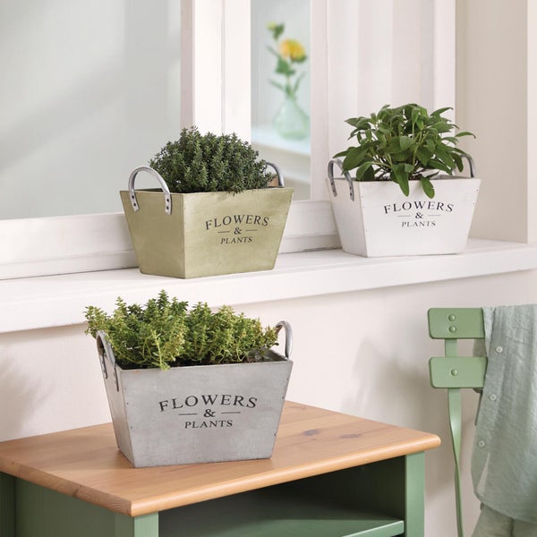 Drei rechteckige Pflanzgefäße mit Metallgriffen und Aufschrift Flowers and Plants, bepflanzt mit Kräutern, auf Fenstersims und Holztisch.