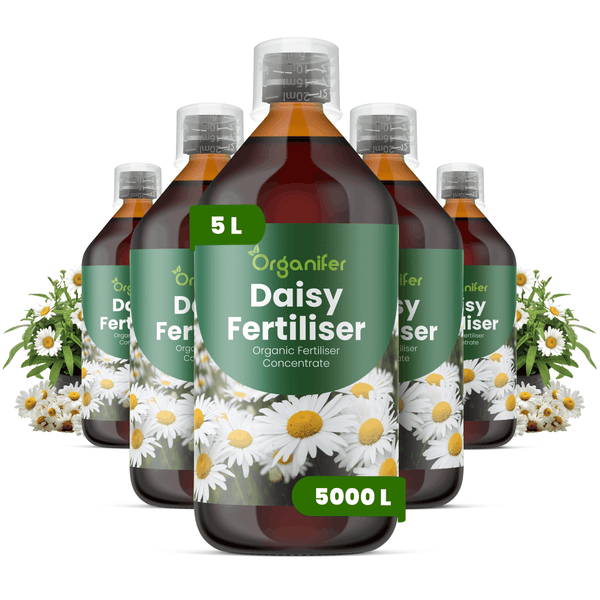 Organifer Gänseblümchen-Dünger Konzentrat, 5 Liter Flasche, organischer Pflanzendünger, ergibt 5000 Liter.