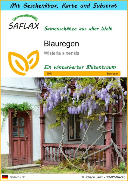 SAFLAX Geschenk Set - Blauregen - Wisteria sinensis - 4 Samen - Mit Geschenkbox, Versandaufkleber, Geschenkkarte und Anzuchtsubstrat