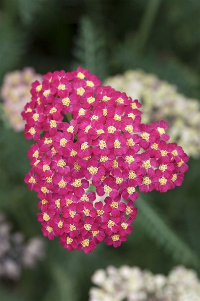 Achillea millefolium 'Paprika', Schafgarbe, rot, ca. 9x9 cm Topf