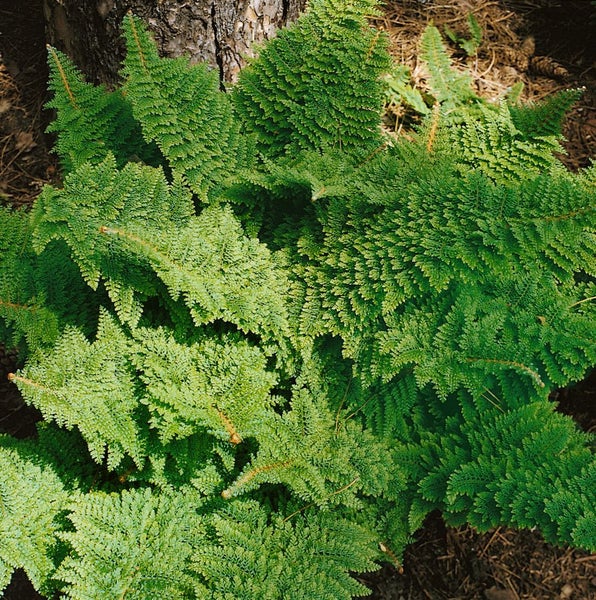 Polystichum setiferum 'Plumosum Densum', Filigranfarn, 40–60 cm