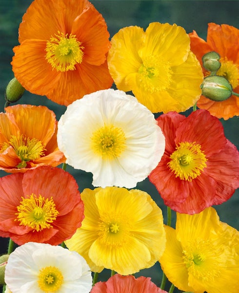 Papaver nudicaule 'Gartenzwerg', Islandmohn, bunt, ca. 9x9 cm Topf