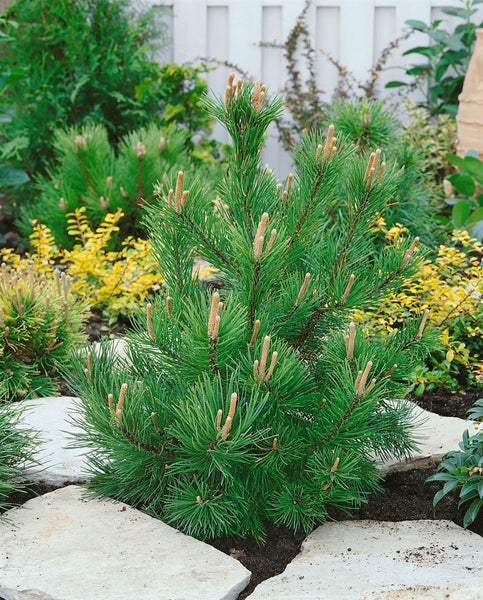 Pinus mugo 'Gnom', Bergkiefer, kompakt, 15–20 cm