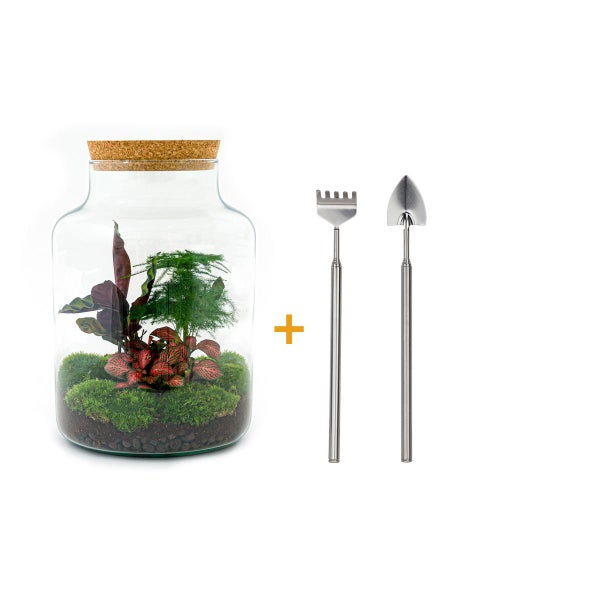 Flaschengarten Milky DIY Pflanzenterrarium  30 cm mit Calathea-Pflanze incl. Rechen und Schaufel
