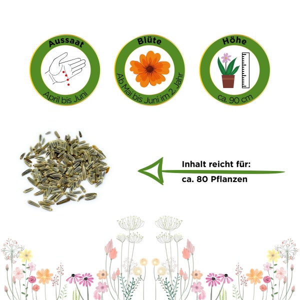 Margerite weiß Samen von Deine Gartenwelt