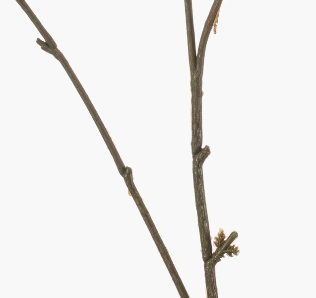 Künstliche Ficus-Pflanze mit naturgetreuen Blättern und verschlungenen Stämmen in einem schwarzen Topf.