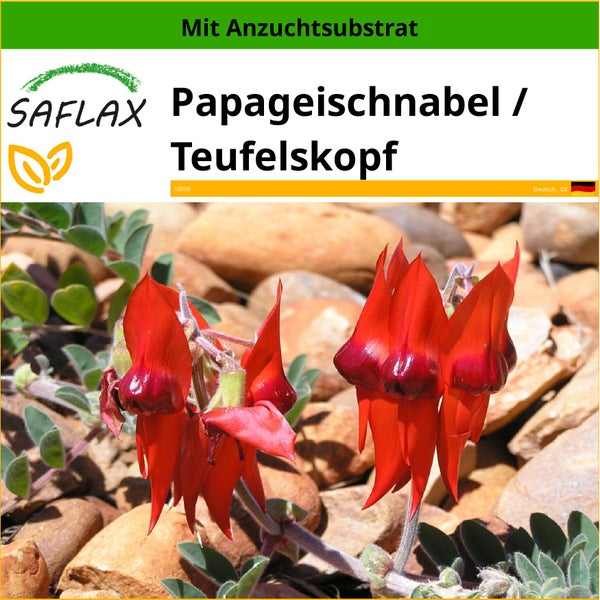 SAFLAX  - Papageischnabel / Teufelskopf - Clianthus formosus syn. Swaisonia formosa - 20 Samen - Mit keimfreiem Anzuchtsubstrat