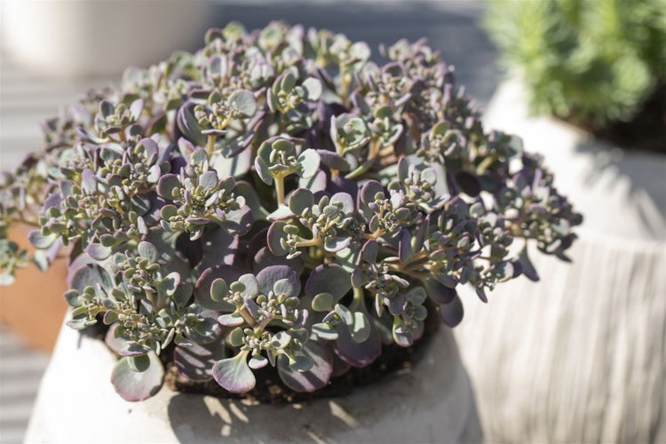 Sedum cauticola, Fetthenne, rosa Blüten, ca. 9x9 cm Topf