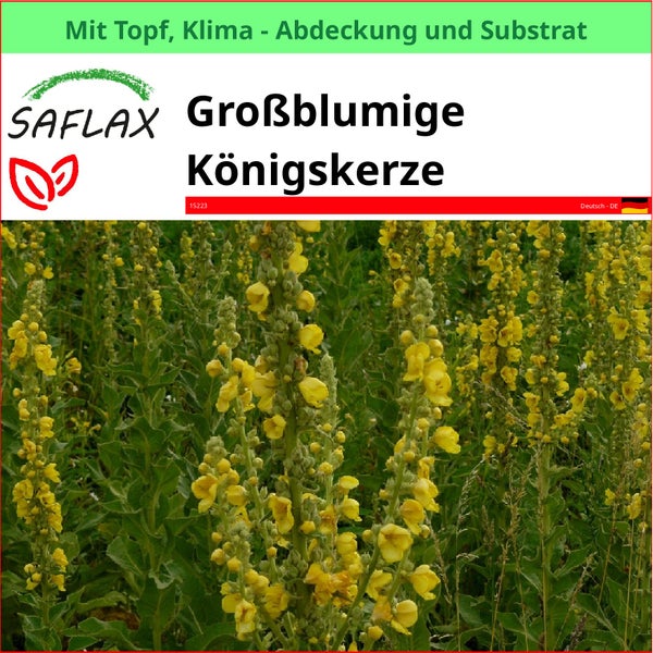 Großblumige Königskerze im Topf mit Klimaabdeckung und Substrat von Saflax