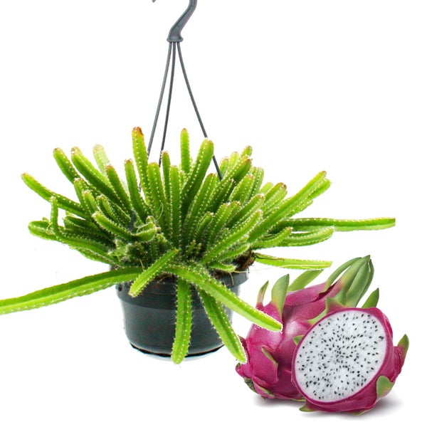 Zimmerpflanze zum Hängen Hylocereus undatus Drachenfrucht Pitahaya 14cm Ampel Schlangenkaktus
