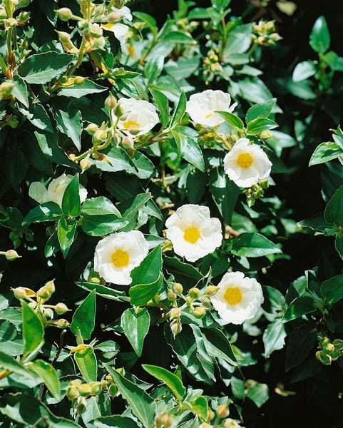Cistus laurifolius, Zistrose, immergrün, ca. 11x11 cm Topf