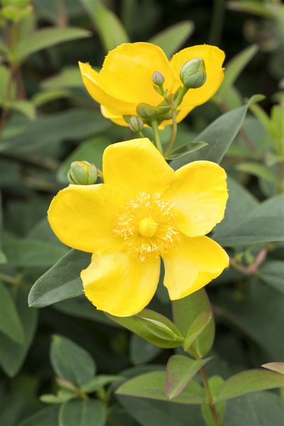 Hypericum 'Hidcote', Johanniskraut, leuchtend gelb, 40–60 cm