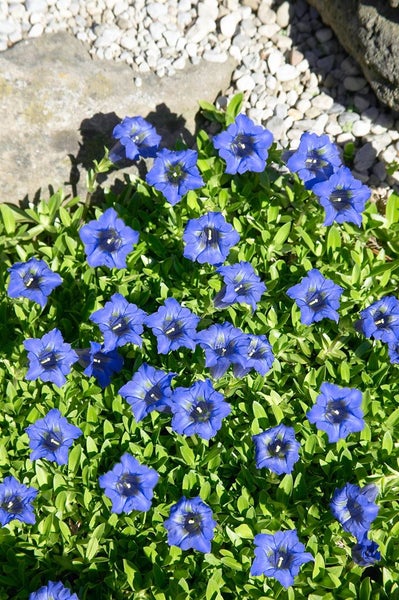 Gentiana dahurica, Enzian, blau, ca. 9x9 cm Topf