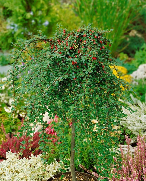 Cotoneaster microphyllus 'Streibs Findling', ca. 9x9 cm Topf, immergrün