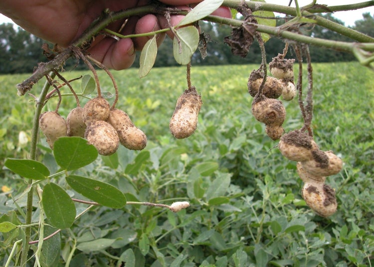 SAFLAX Garden to go - Erdnuß - Arachis hypogaea - 8 Samen - Mit Topf, Klima - Deckel und Anzuchtsubstrat