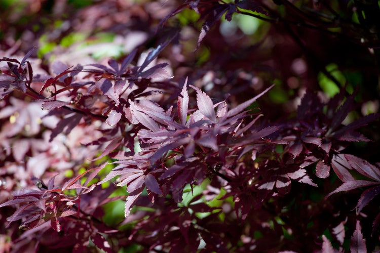 Acer palmatum 'Shaina', Japanischer Ahorn, kompakt, 80 cm Stammhöhe