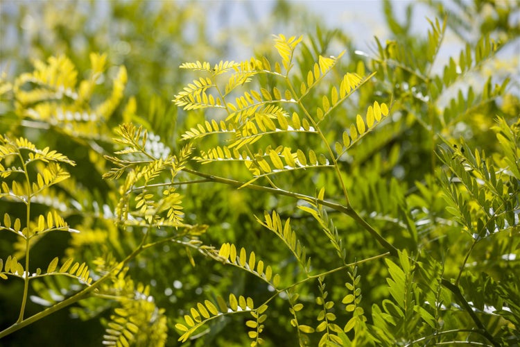 Gleditsia triacanthos 'Sunburst', Gold-Gleditschie, 125–150 cm