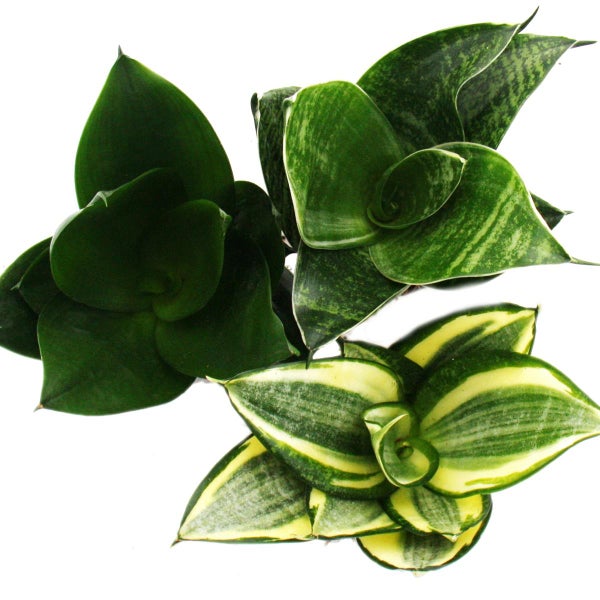 Sansevieria trifaciata hahnii - 3 versch. Pflanzen im 5,5cm Topf - Bogenhanf, Schwiegermutterzunge
