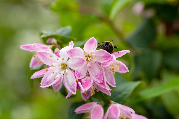 Deutzia magnifica 'Tourbillon Rouge', Maiblumenstrauch, rosa, 80–100 cm