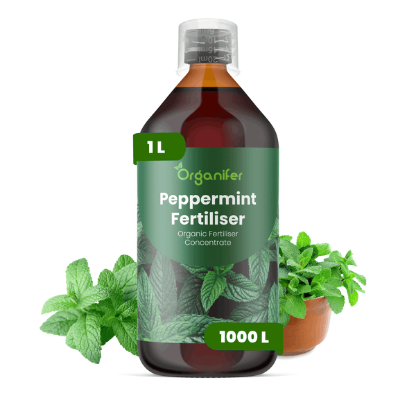 Organifer Pfefferminz-Dünger, organisches Düngerkonzentrat, 1 Liter Flasche, mit frischen Minzblättern.
