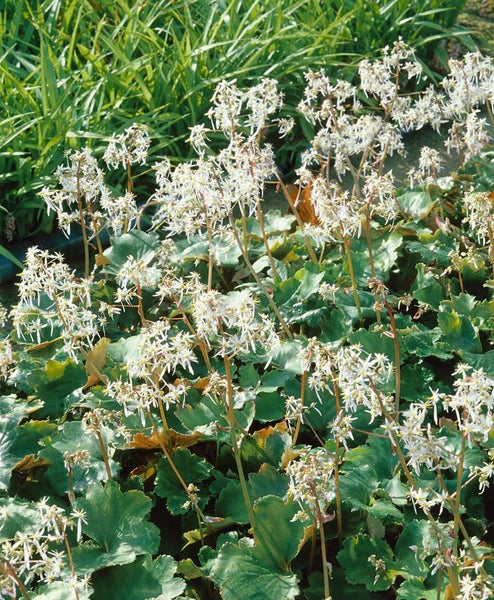 Saxifraga cortusifolia var.fortunei, Steinbrech, ca. 9x9 cm Topf