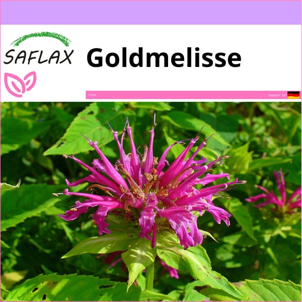 SAFLAX  - Goldmelisse - Monarda didyma - 20 Samen