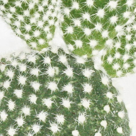 Opuntia microdasys albata - weisstachliger Ohrenkaktus - im 5,5cm Topf