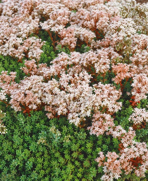 Sedum album, weißblühend, ca. 9x9 cm Topf