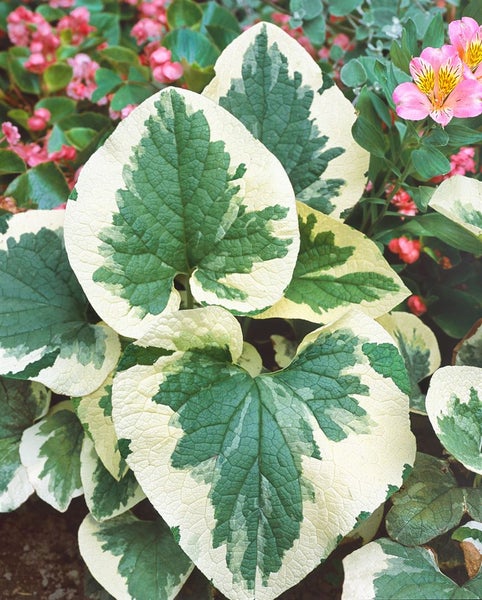 Brunnera macrophylla 'Variegata', Kaukasusvergissmeinnicht, ca. 11x11 cm Topf