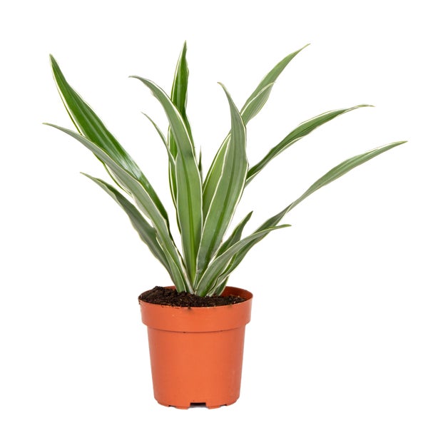 Dracaena 'Wahnecki' | Drachenblutbaum - Zimmerpflanze im Züchtertopf ⌀12 cm - ↕30-40 cm