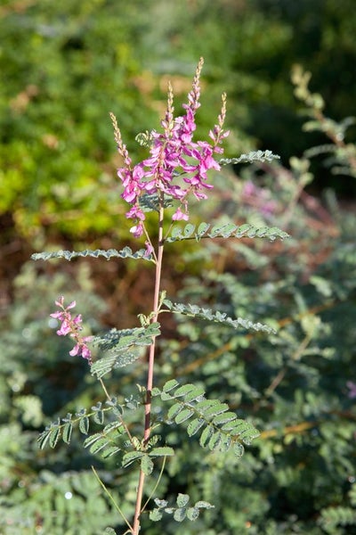 Indigofera heterantha, Indigostrauch, rosa Blüten, 30–40 cm