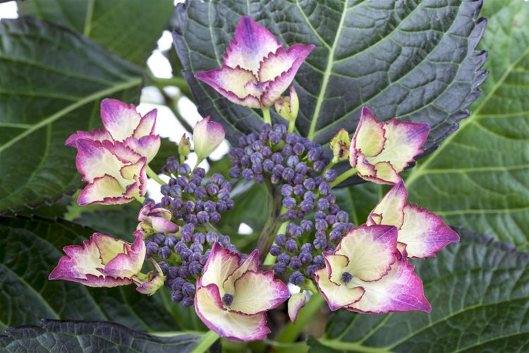 Hydrangea macrophylla 'Dark Angel', Hortensie, dunkelrot, 30–40 cm