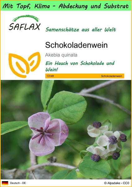 SAFLAX Garden to go - Schokoladenwein - Akebia quinata - 10 Samen - Mit Topf, Klima - Deckel und Anzuchtsubstrat