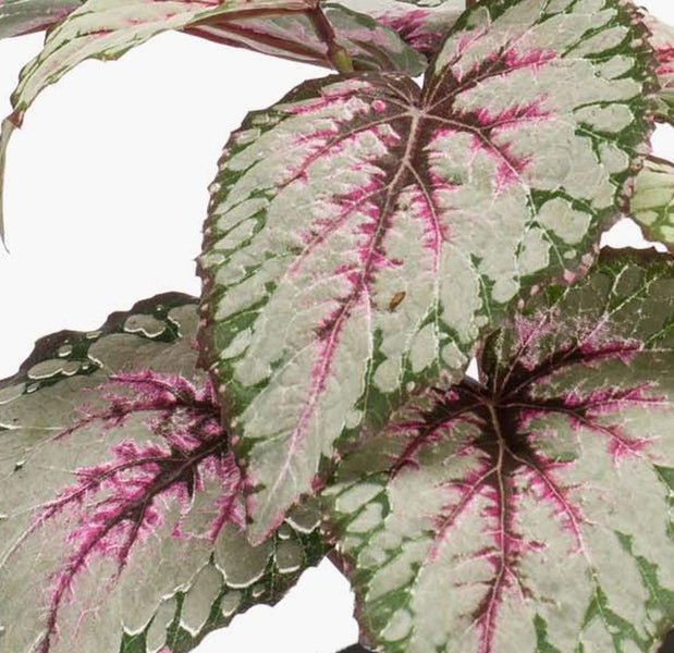 Nahaufnahme eines Begonia rex Blattes mit silbriger, grüner und rosa Musterung.