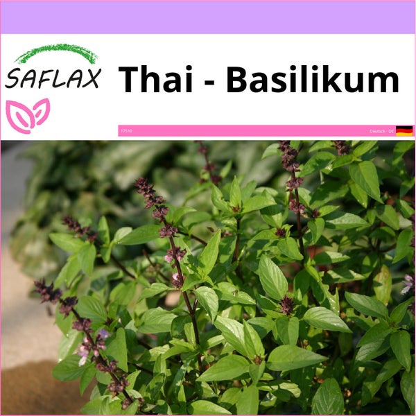 SAFLAX  - Thai - Basilikum - Ocimum basilicum - 200 Samen