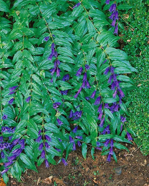 Aufrechte Stängel mit grünen Blättern und hängenden, glockenförmigen Blüten