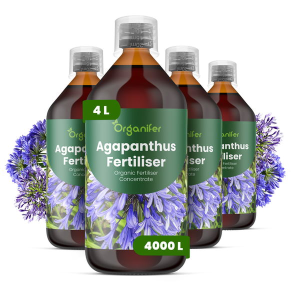 Organifer Agapanthus-Dünger Konzentrat, biologisch, vier Flaschen zu je einem Liter für insgesamt viertausend Liter Düngemittel