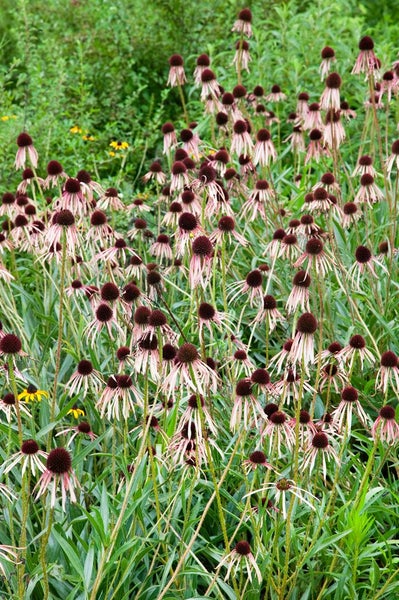 Echinacea pallida, blassrosa, ca. 9x9 cm Topf