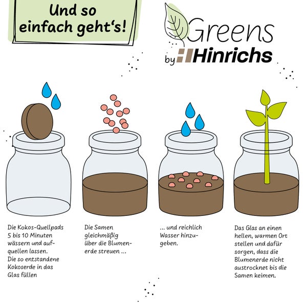 Hinrichs Greens Glücksklee Anzuchtset im Glas