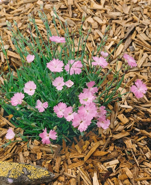 Dianthus gratianop. 'La Bourboule', Nelke, rosa, ca. 9x9 cm Topf