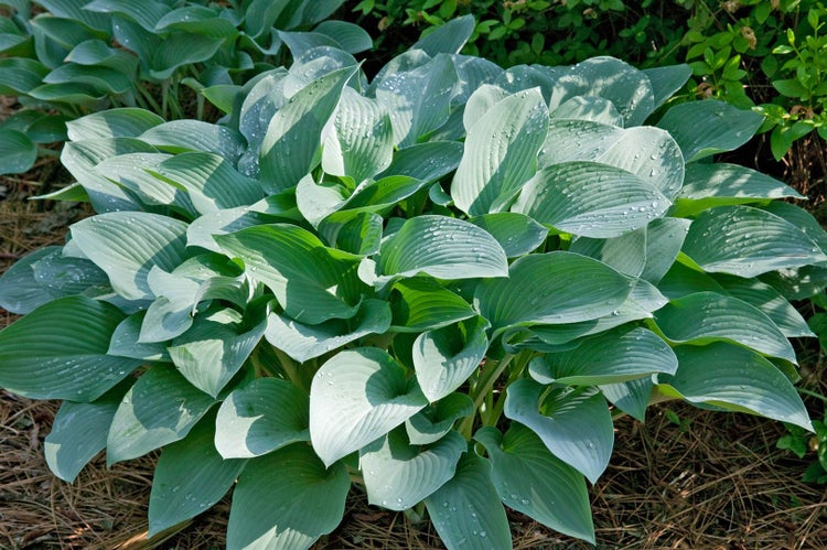 Hosta nigrescens 'Krossa Regal', Funkie, grün, ca. 11x11 cm Topf