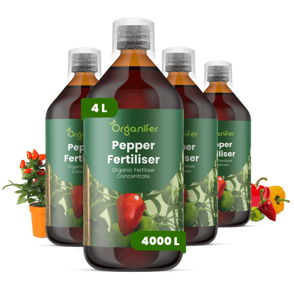 Vier Flaschen Organifer Paprikadünger Konzentrat, jeweils ein Liter, ergiebig für 4000 Liter organischer Flüssigdünger für Paprika.