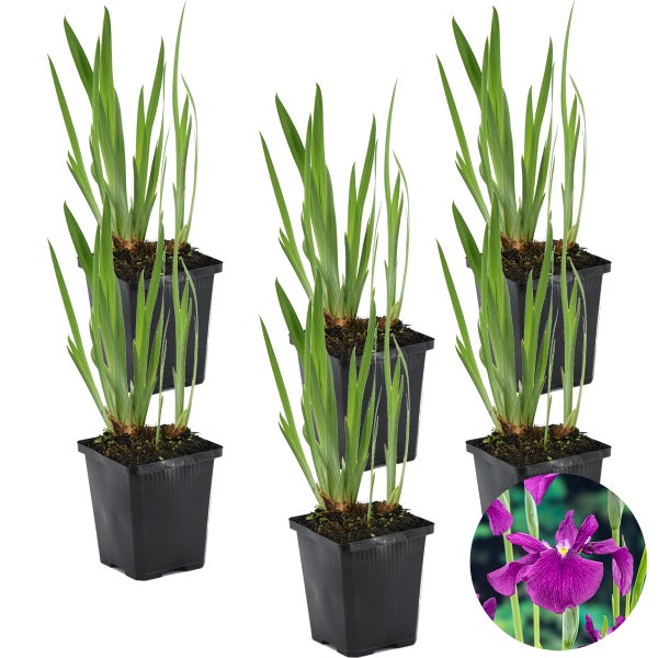 6x Iris 'Kaempferi' – Japanische Schwertlilie – Teichpflanze – Winterhart – ⌀9 cm - ↕20-30 cm