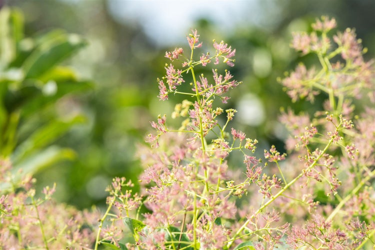 Cotinus coggygria, Perückenstrauch, 100–125 cm, auffälliges Laub