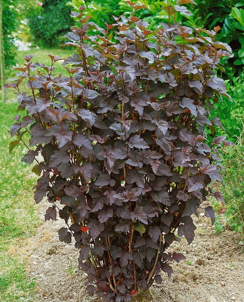 Physocarpus opulifolius 'Tiny Wine', Blasenspiere, 40–60 cm