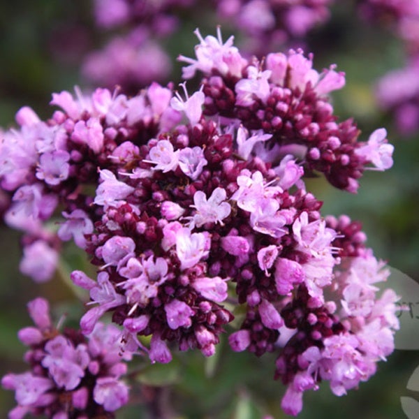 Blühender Dost, Nahaufnahme