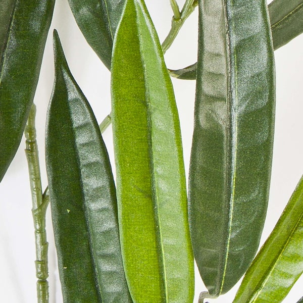 Grüner Zierspargel Asparagus mit feinen Nadeln in einem terracottafarbenen Topf.