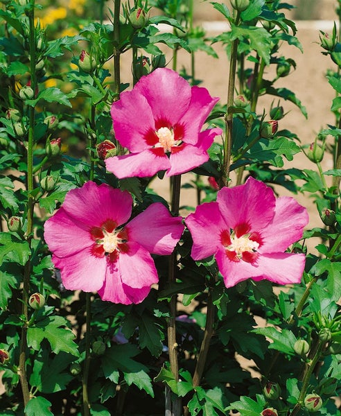 Hibiscus syriacus 'Maike', Roseneibisch, rosa Blüten, 40–50 cm