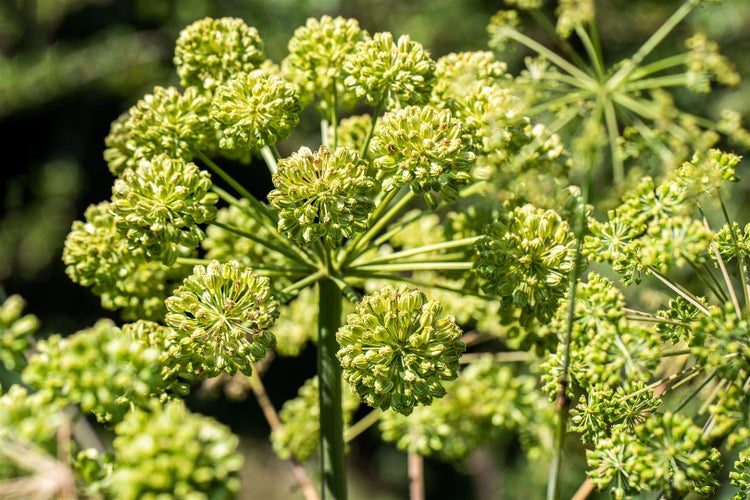 Nahaufnahme einer Engelwurz Pflanze im Garten.