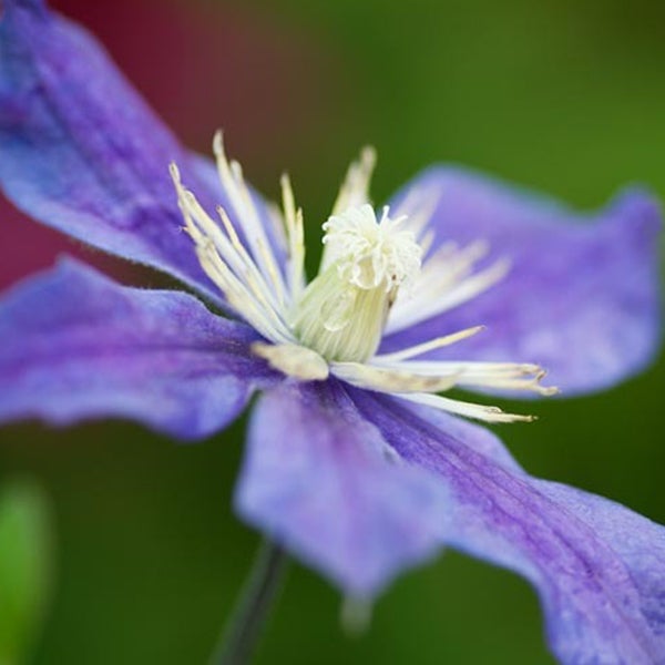 Nahaufnahme einer blauen Waldrebeblüte